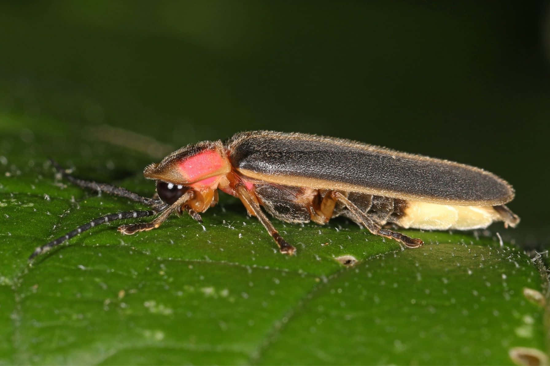 Firefly_ Closeup_on_ Leaf.jpg Background