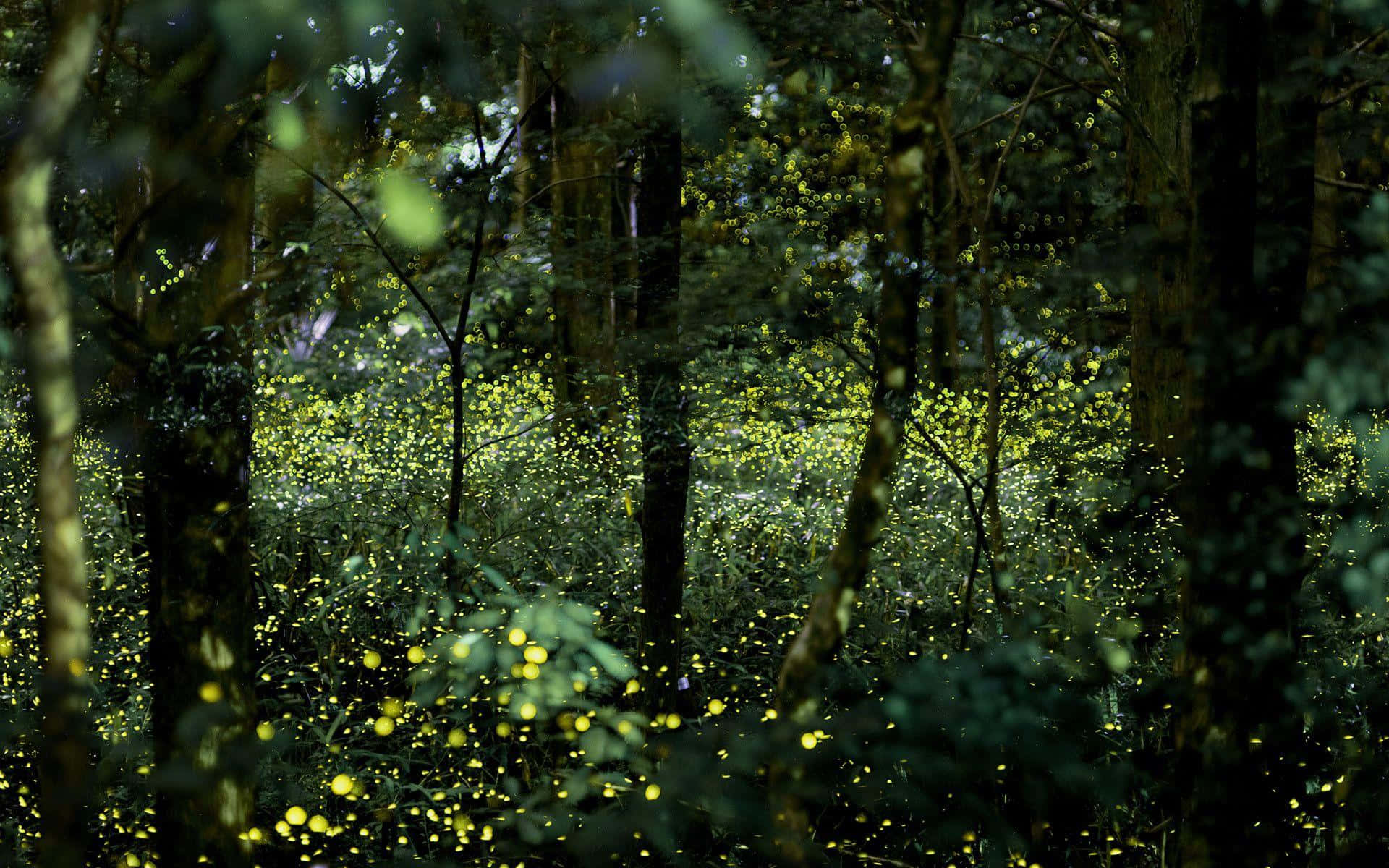 Firefly Hd Forest View Background