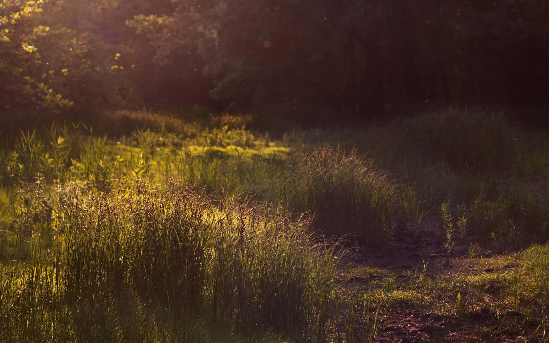 Firefly Hd In Fields Background