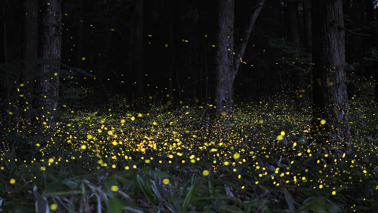 Firefly Hd In Forest Background