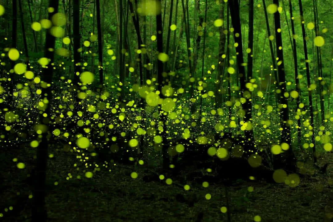 Firefly Hd Tree Trunks Background