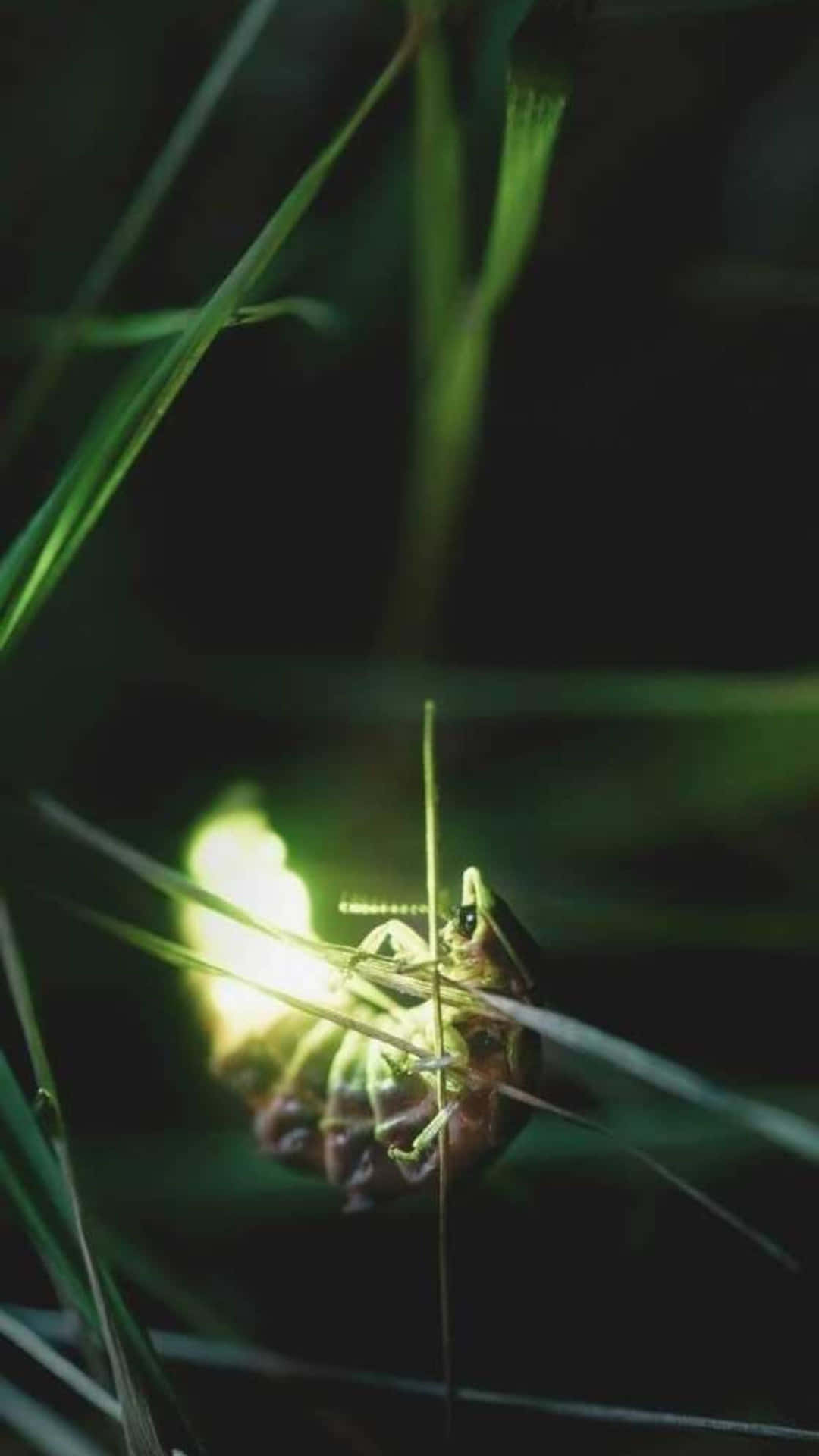 Firefly Illuminating Night Grass.jpg Background