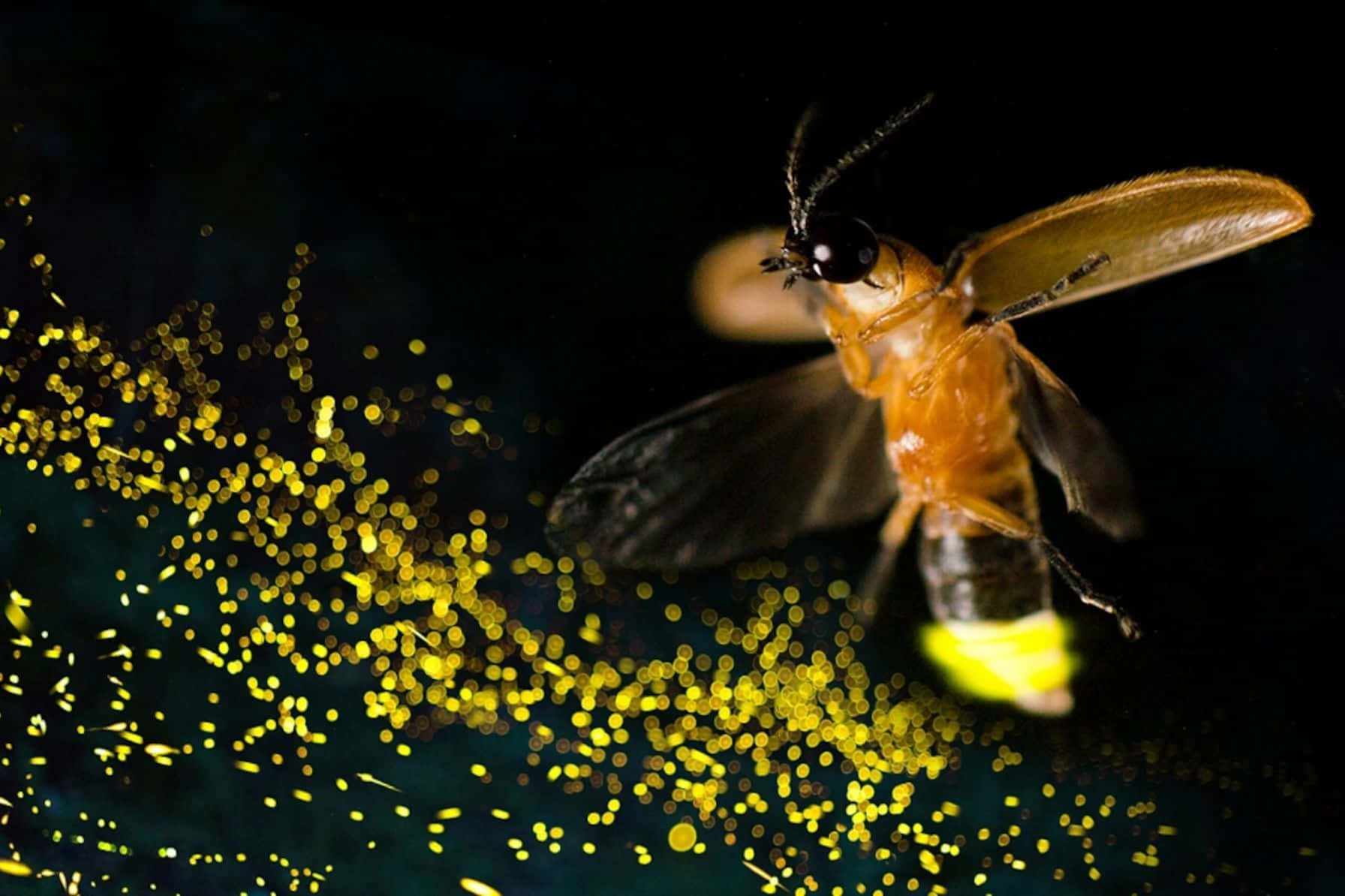 Firefly Illuminationin Flight Background