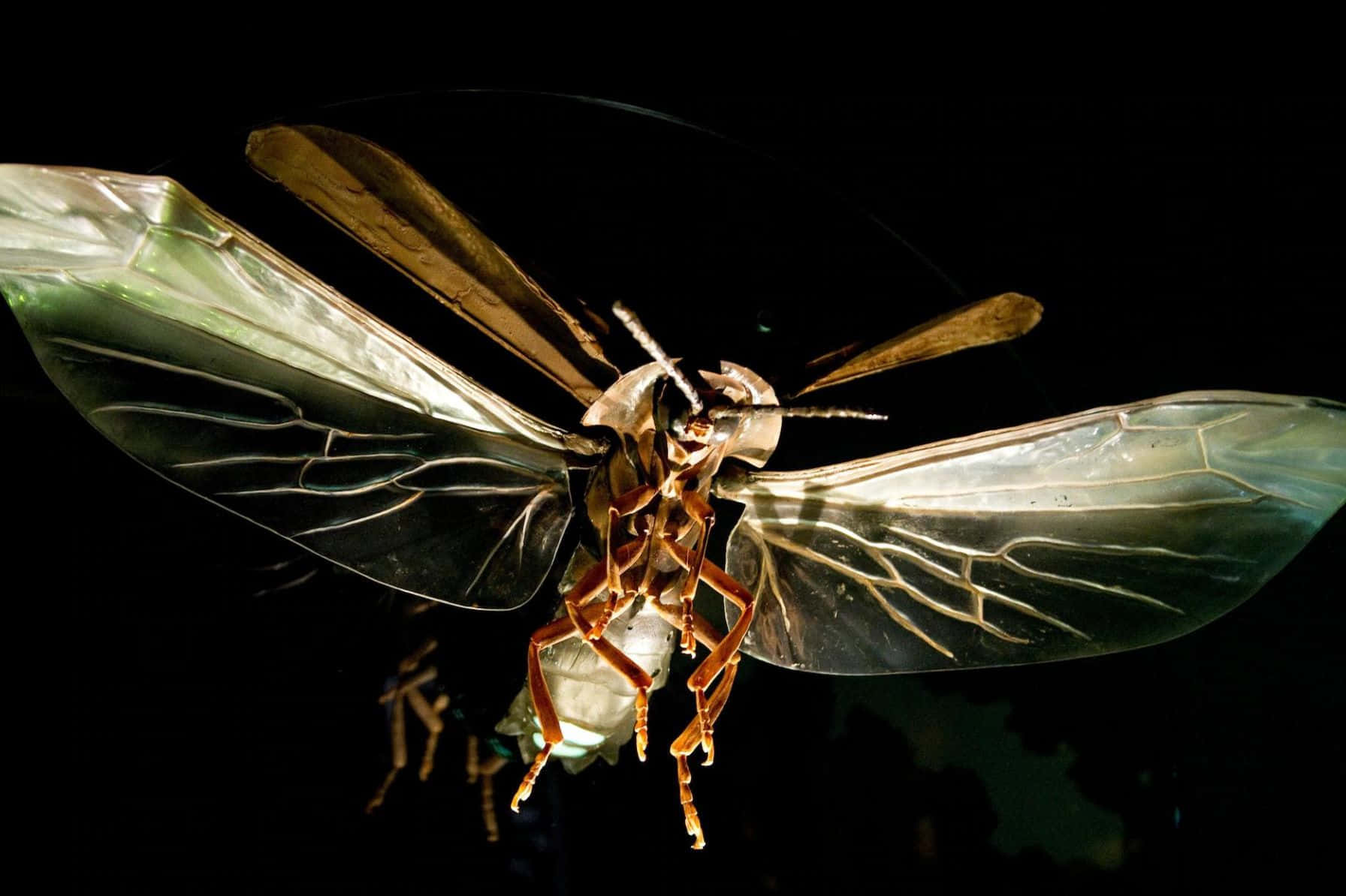 Firefly In Flight Close Up Background