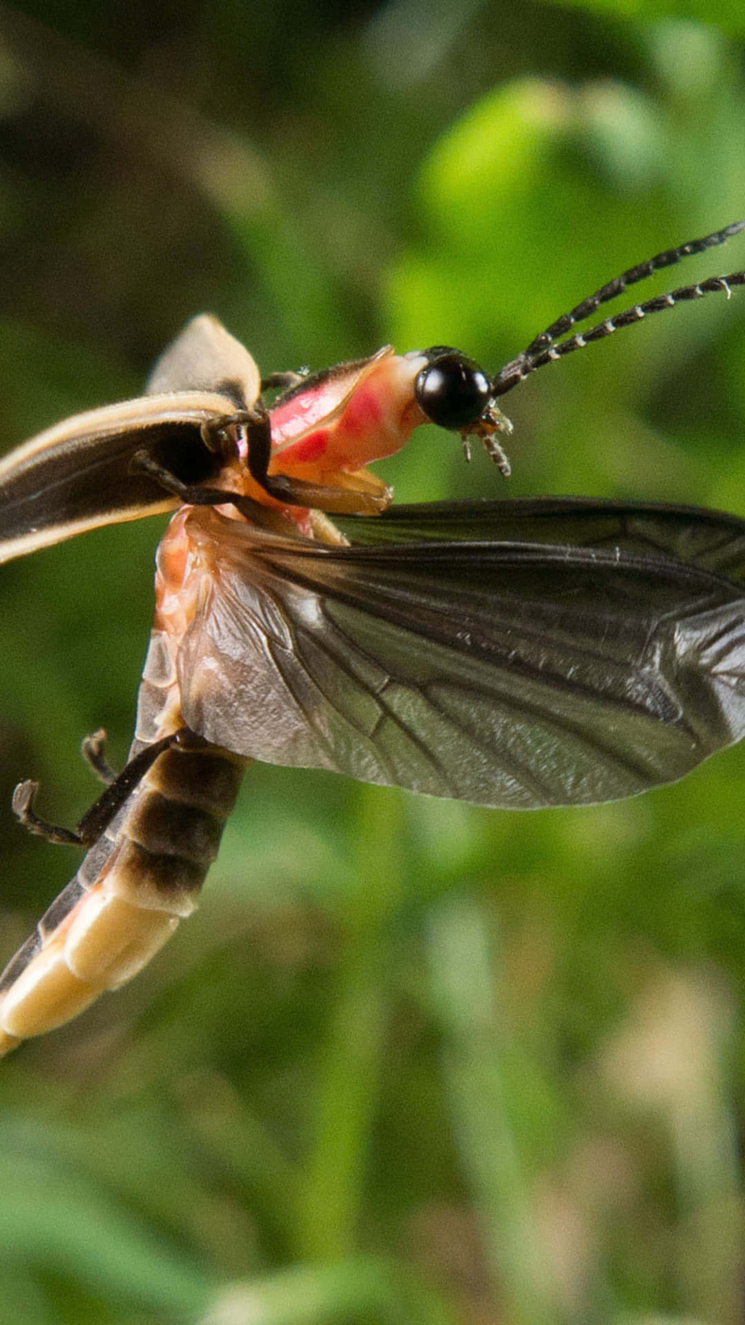 Firefly In Flight Close Up