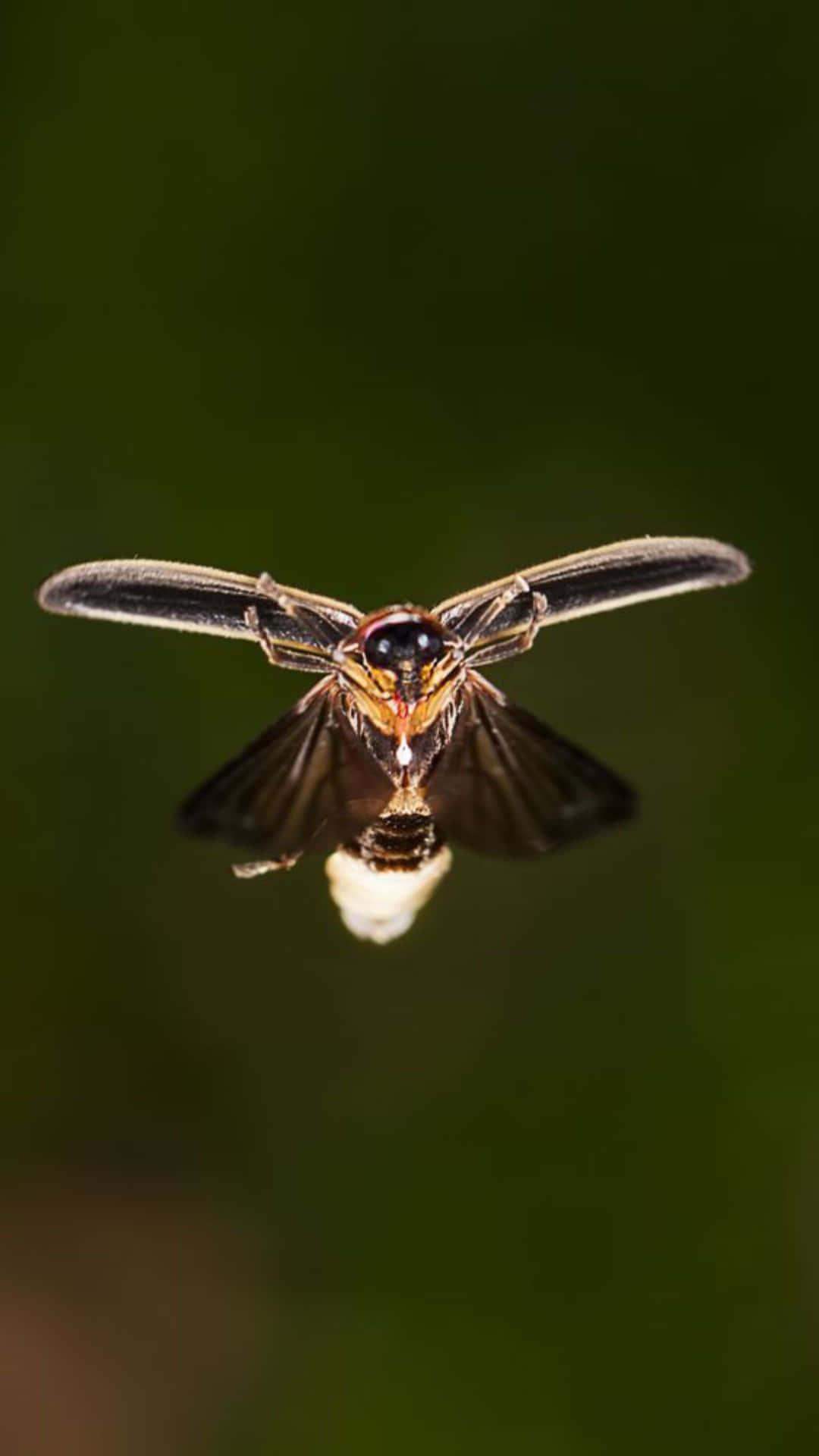 Firefly In Flight Glowing Tail Background