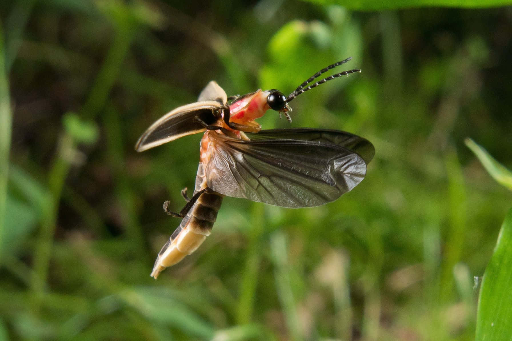 Firefly In Flight Green Background Background