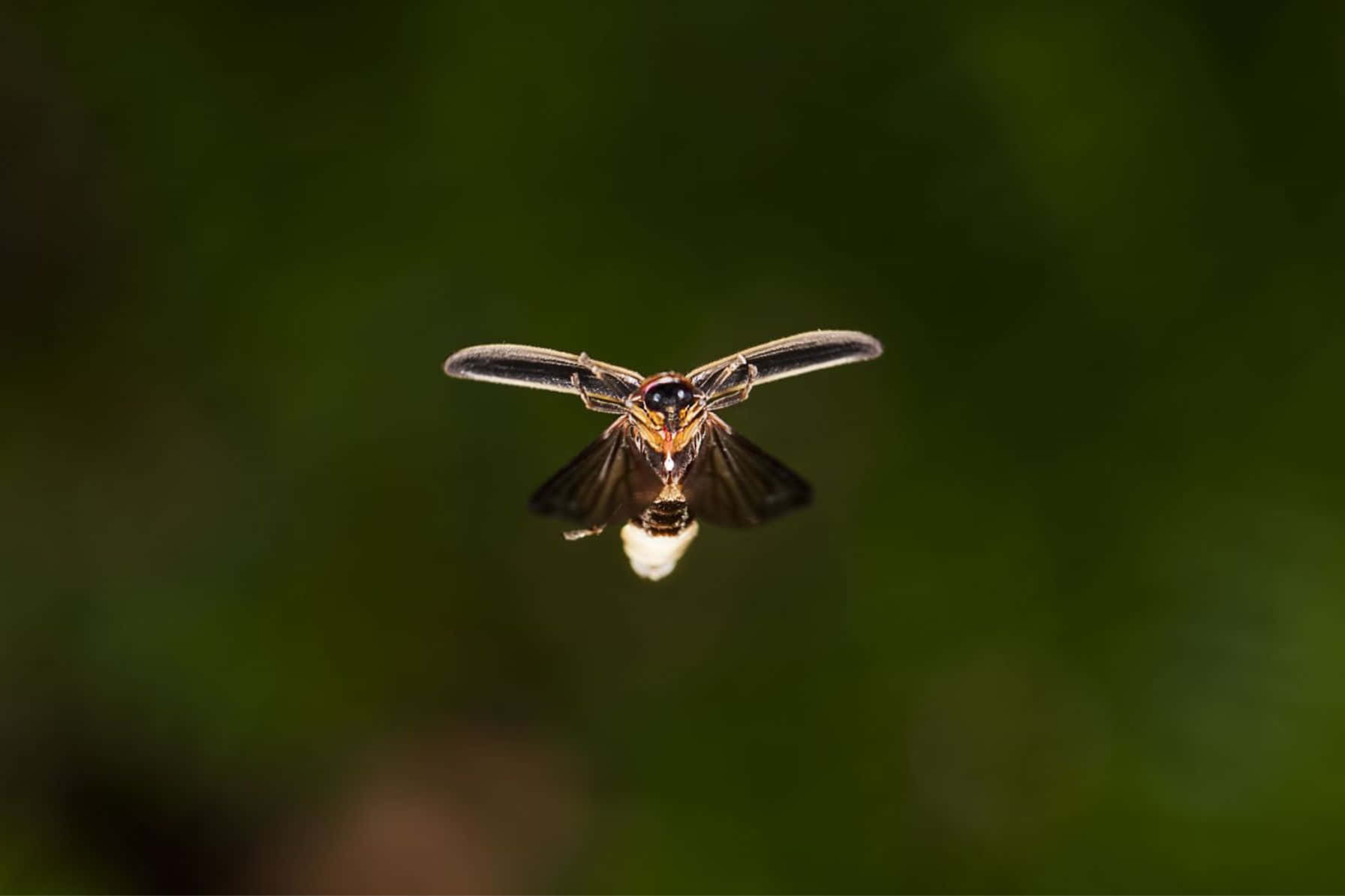 Firefly In Flight Green Background Background