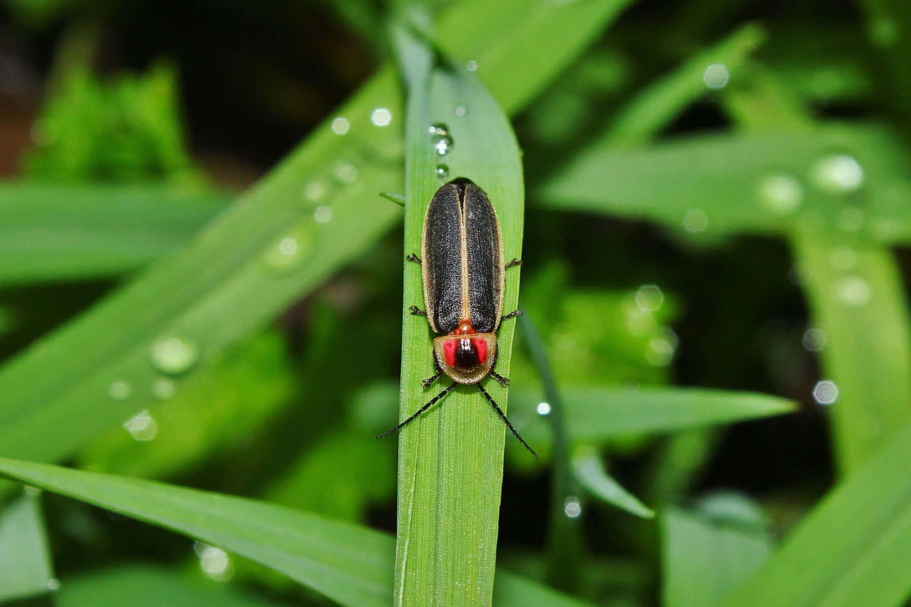 Fireflyon Dewy Grass Background