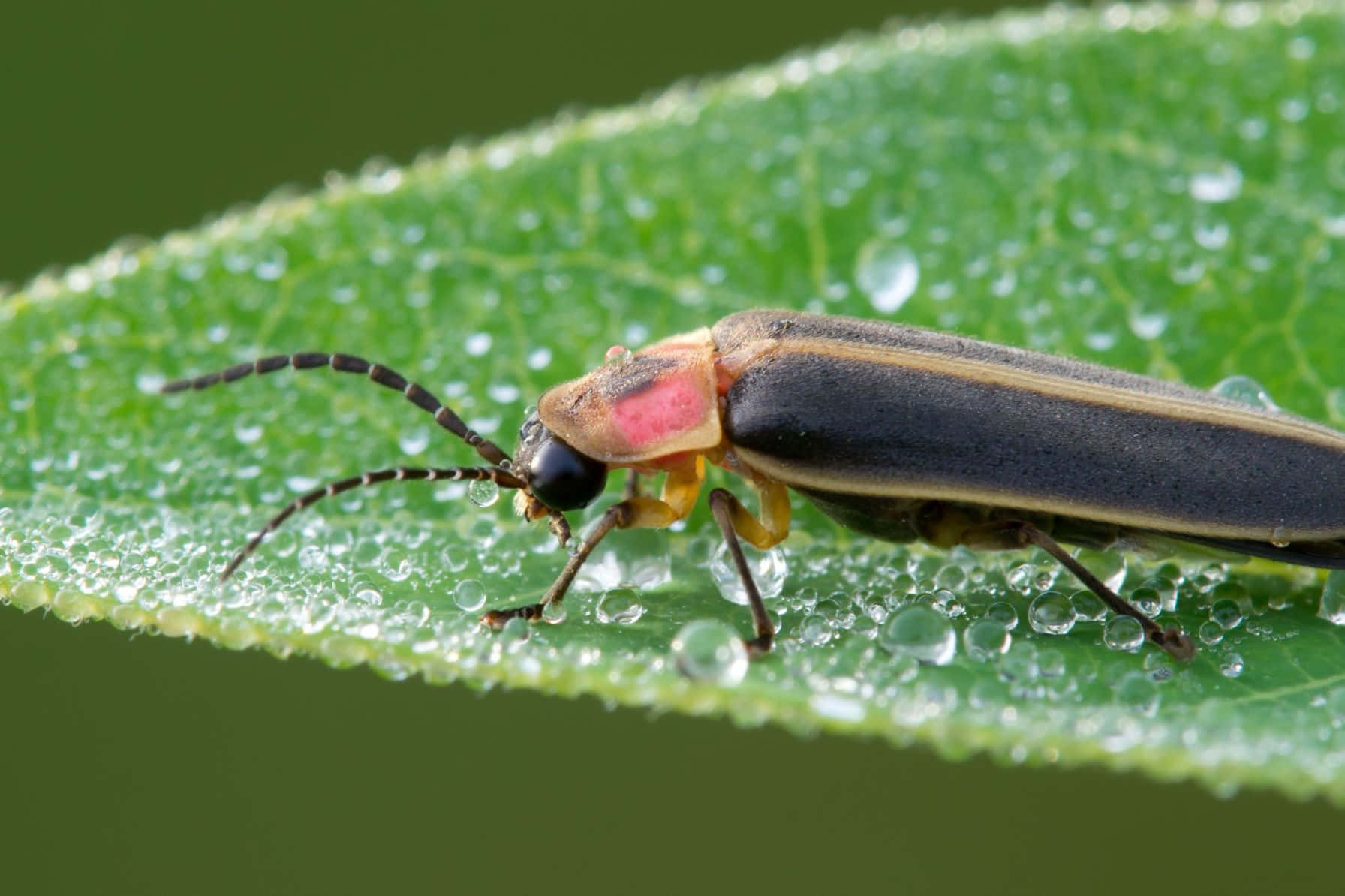 Fireflyon Dewy Leaf Background