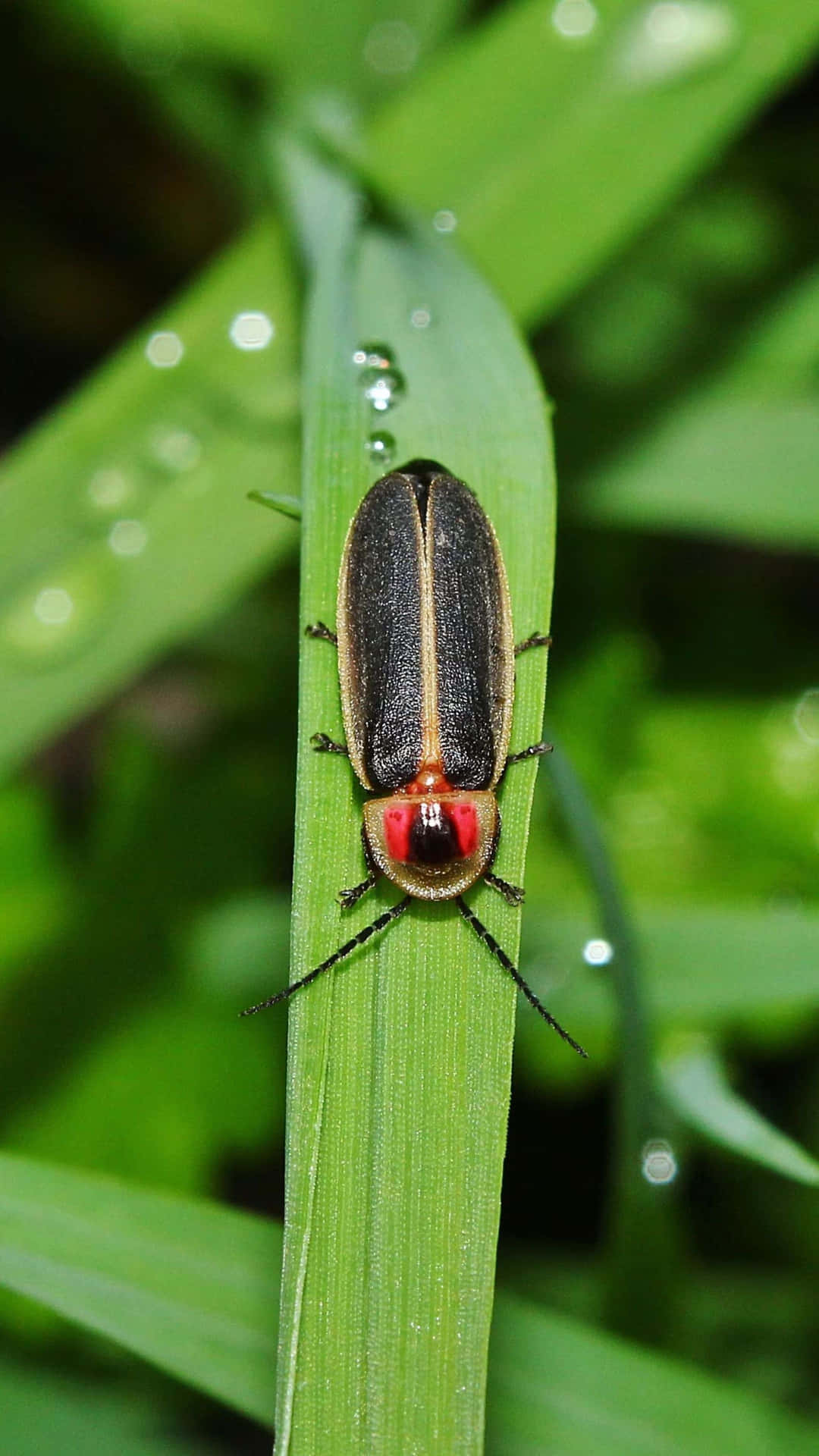 Fireflyon Grass Blade