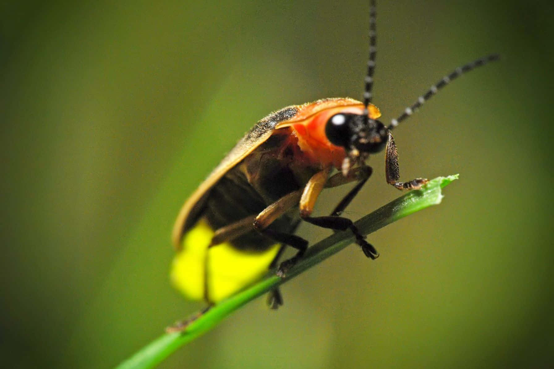 Fireflyon Green Stem Background