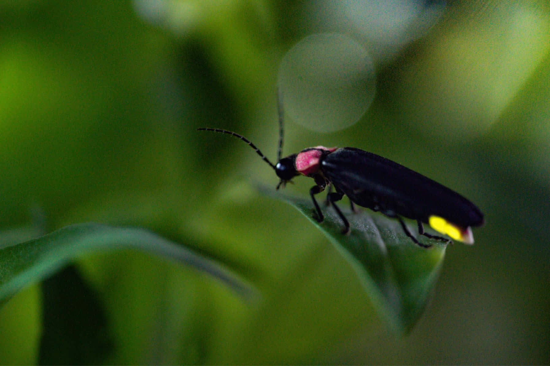 Fireflyon Leaf Nature Photo Background