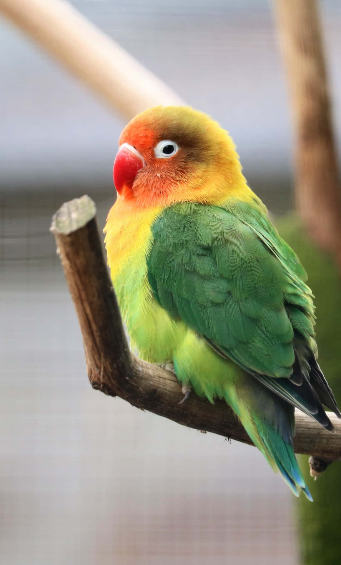 Fischer Love Bird Iphone