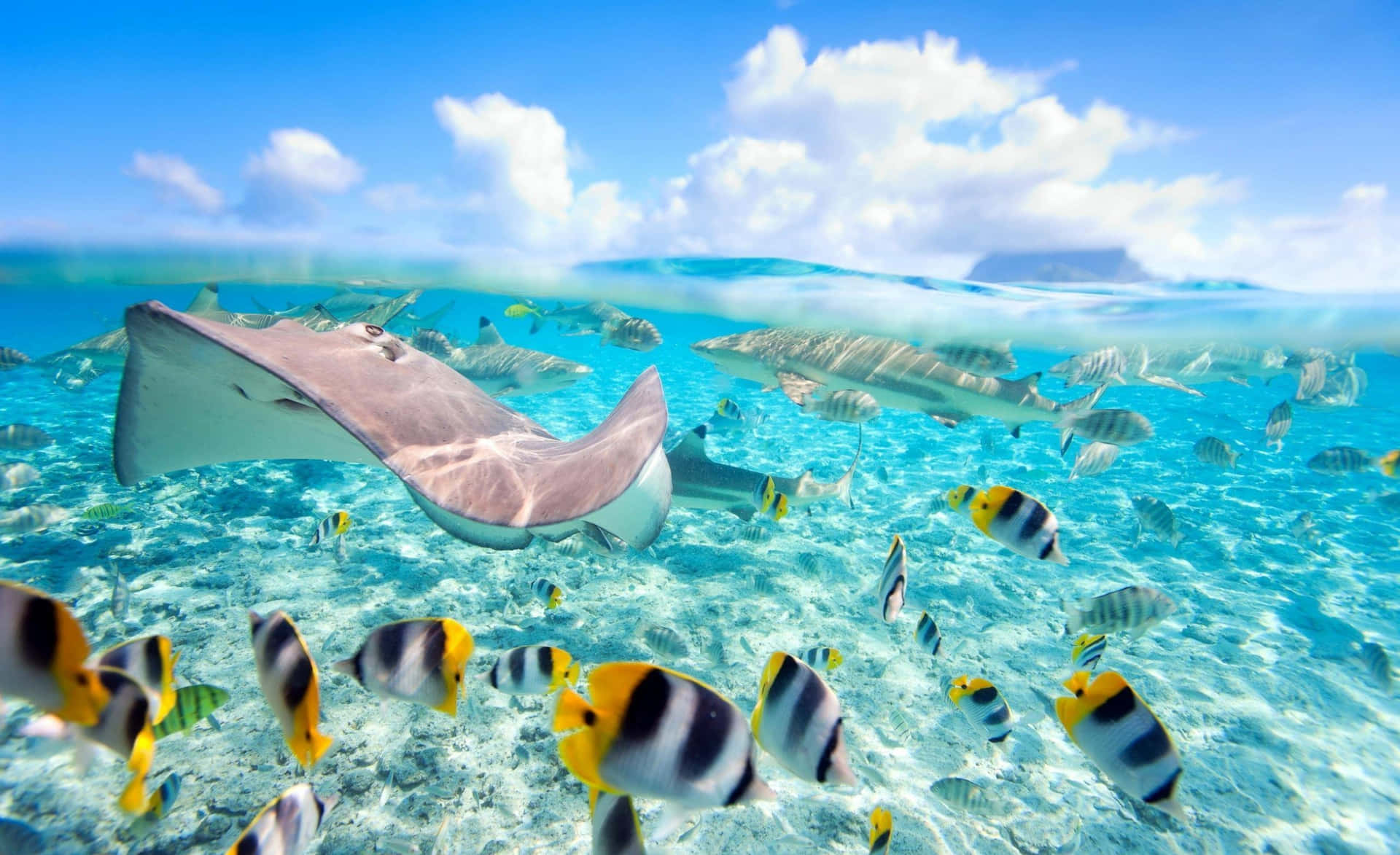 Fish And Stingray On Sea Desktop Background