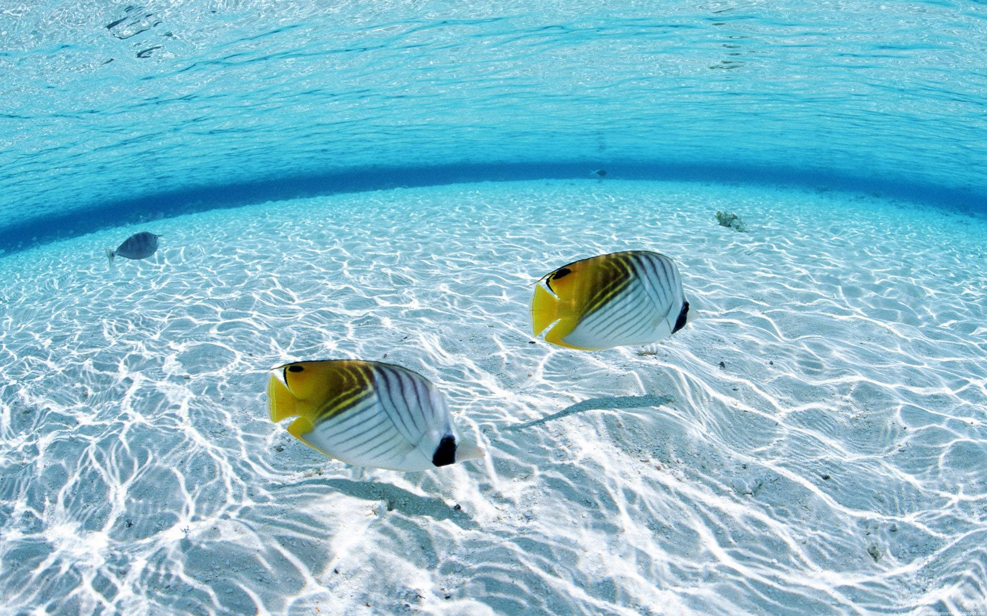 Fish And White Sand Underwater Background