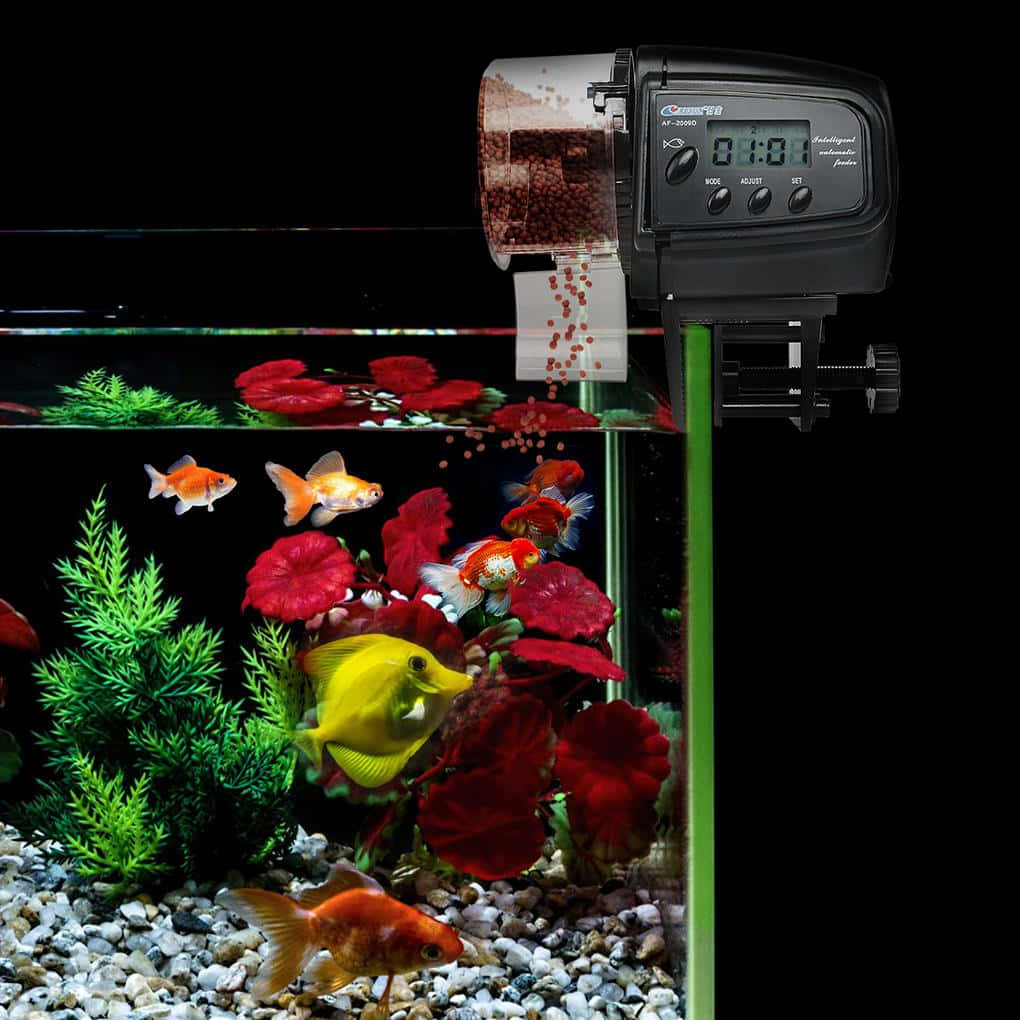 Fish Fed By Automatic Feeder Background