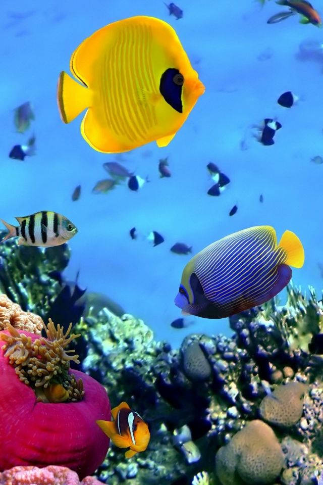 Fish Ocean Live Iphone Background