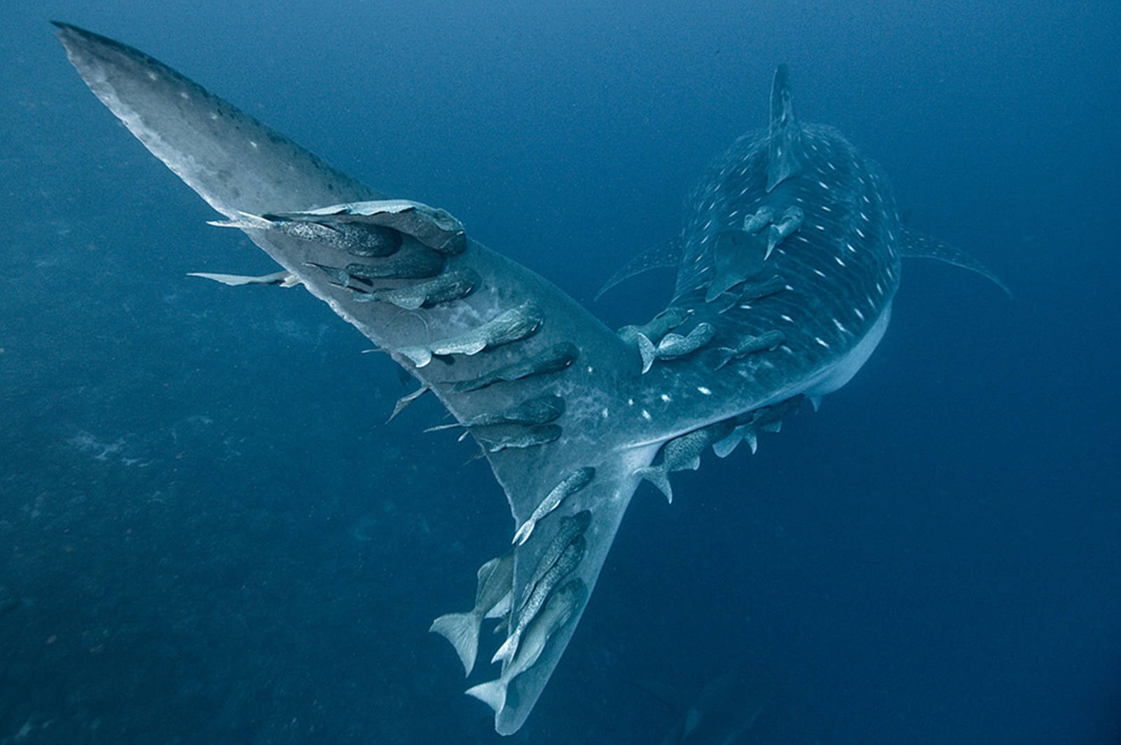 Fish On Whale Shark Tail Background