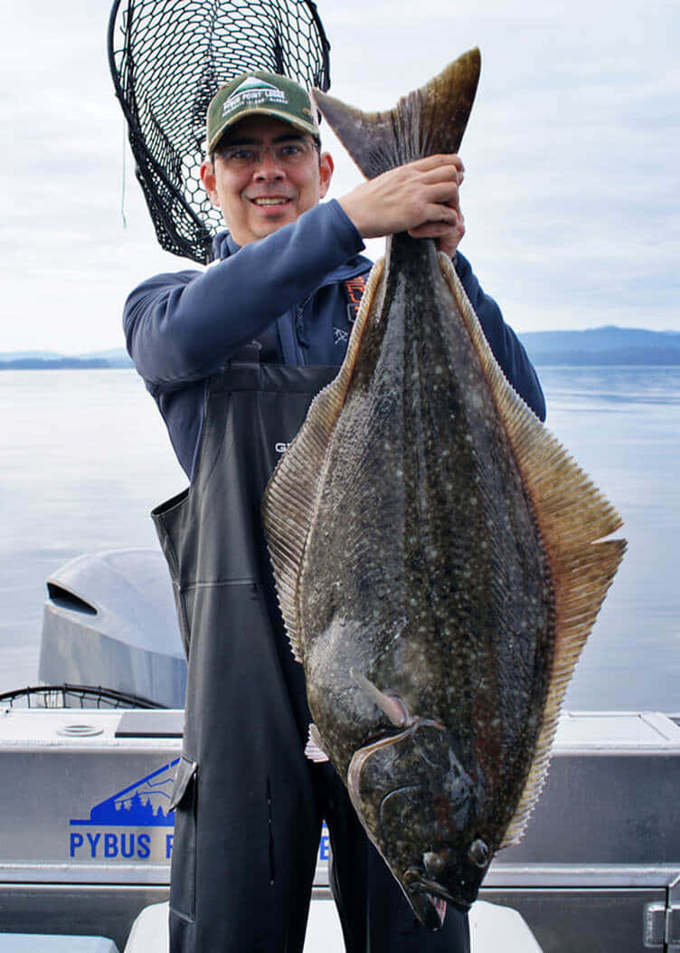 Fisherman Holding Large Halibut Catch Background