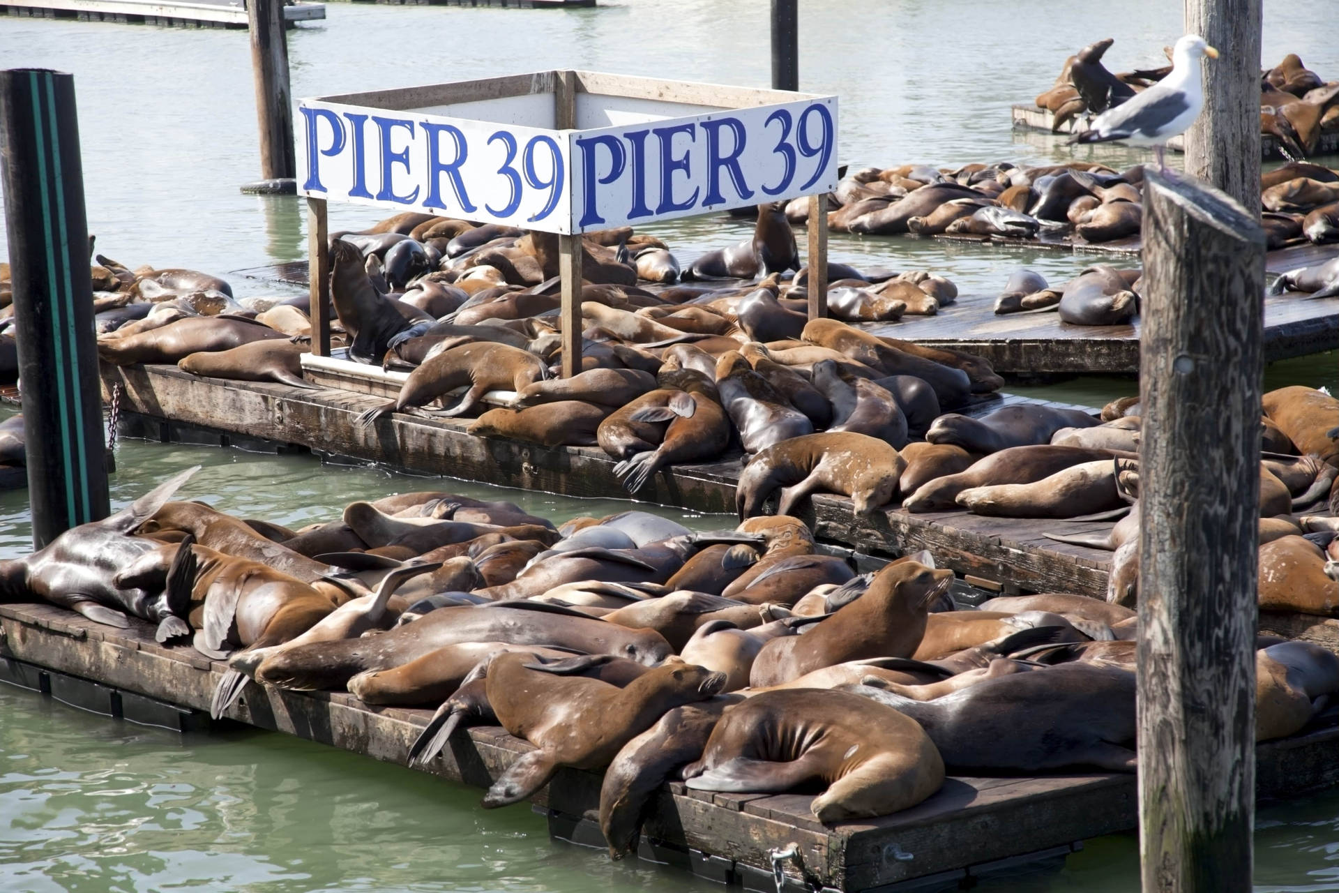 Fishermans Wharf Pier 39 Background