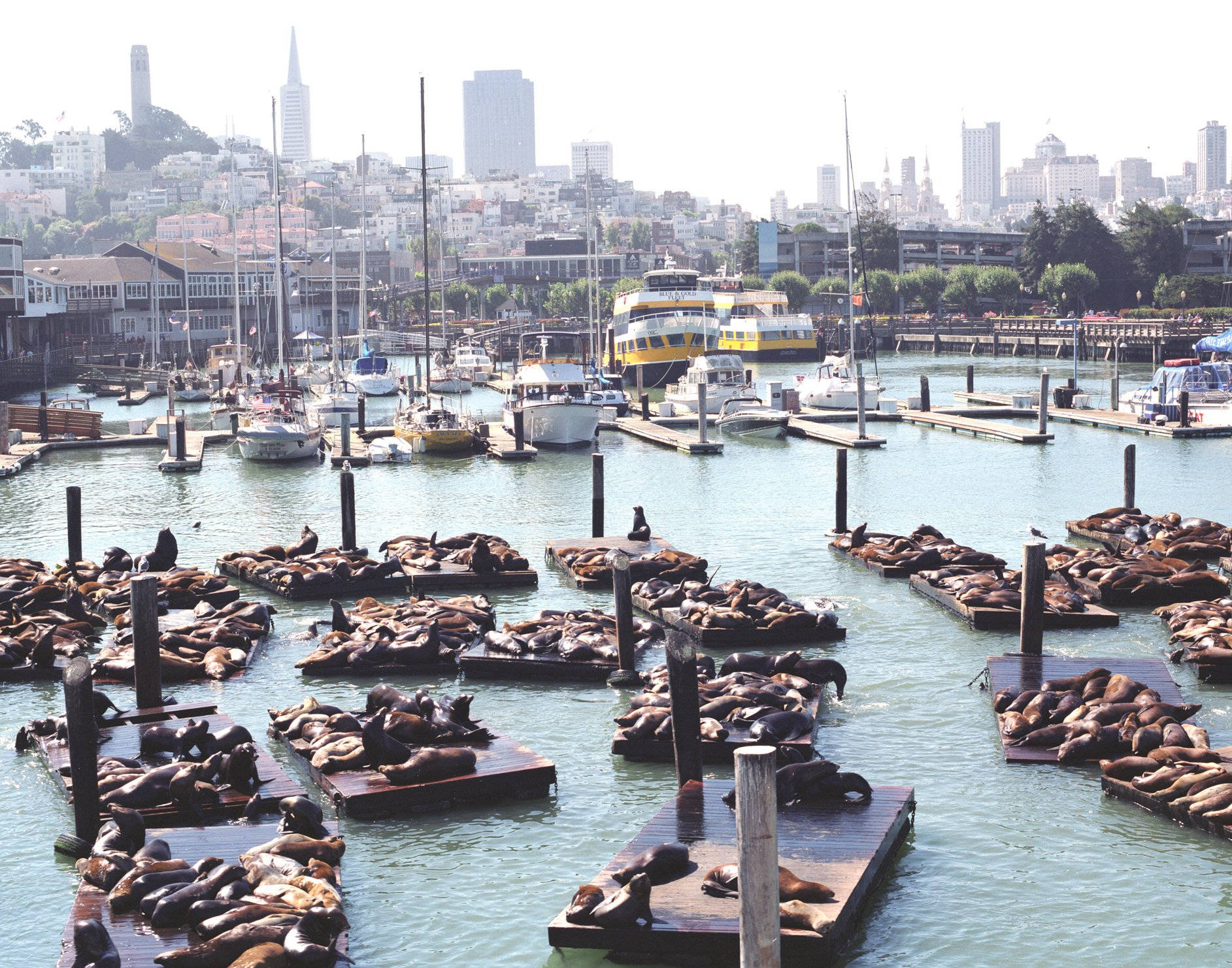 Fishermans Wharf Pier 39 Top Angle Background