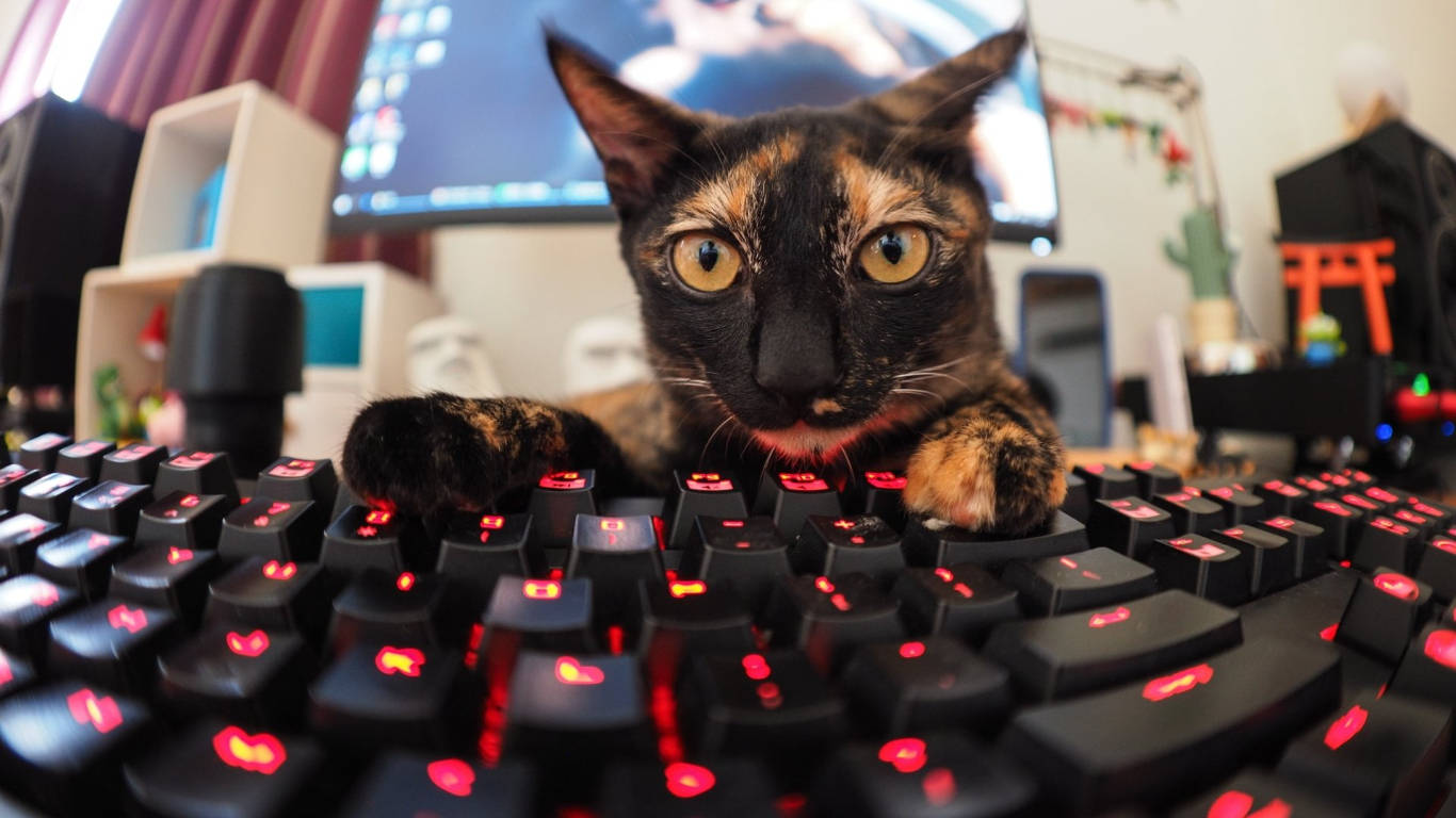 Fisheye Gamer Cat Keyboard Background