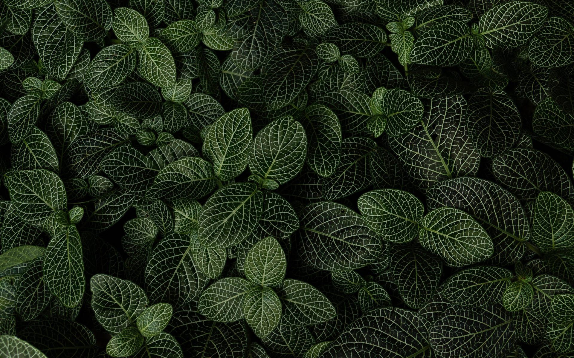 Fittonia Leaves Backdrop