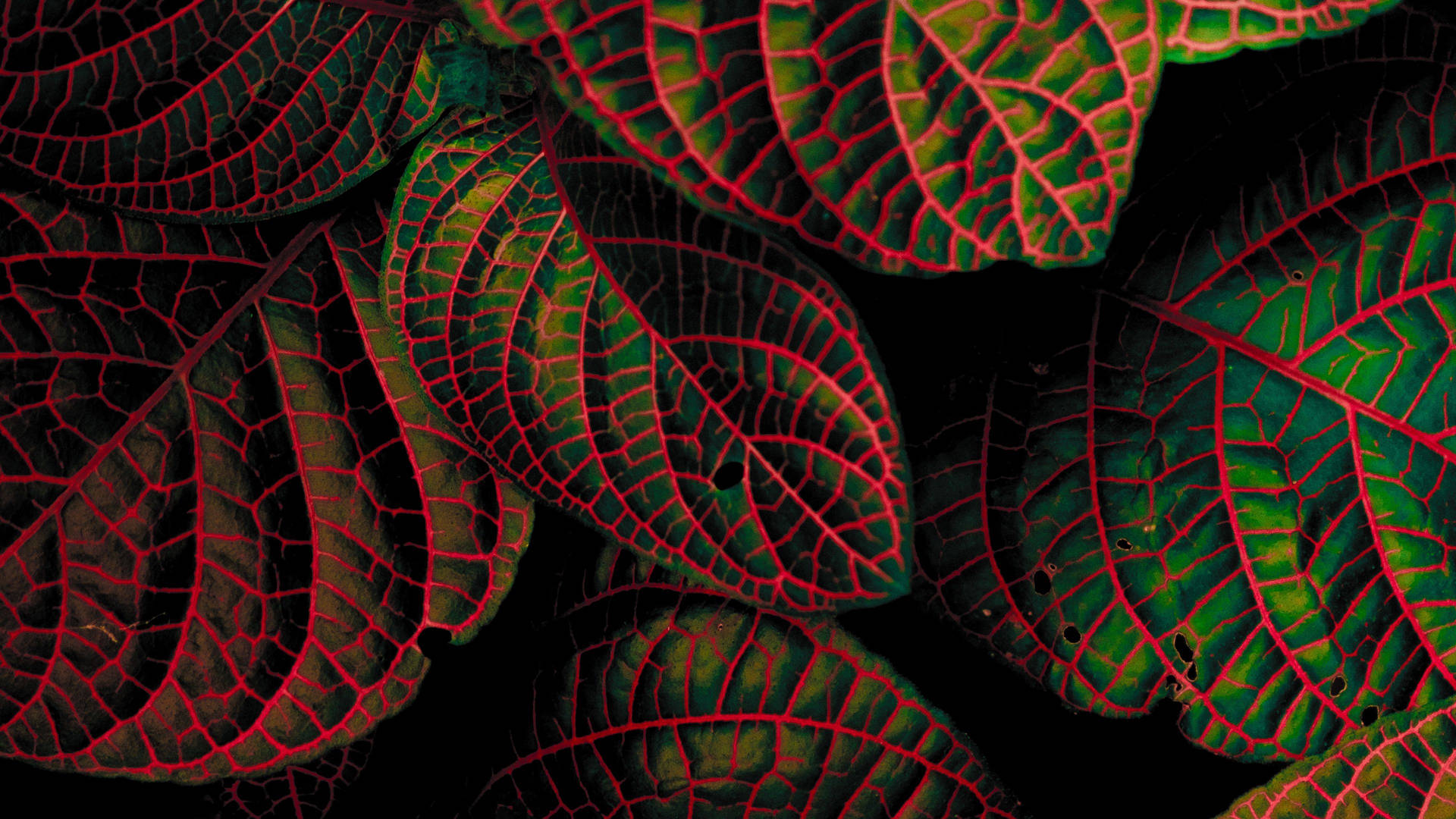 Fittonia Leaves With Red Stripes Plant 4k Background