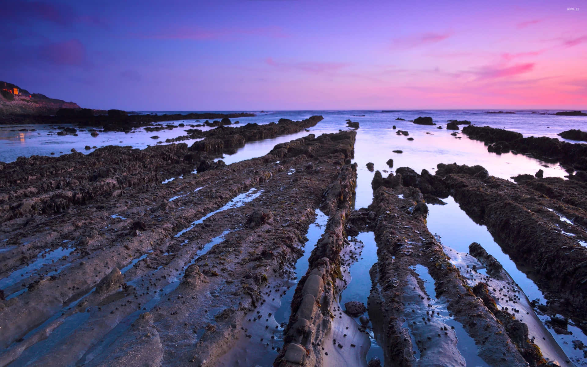 Fitzgerald Marine Reserve Mud Puddle Background