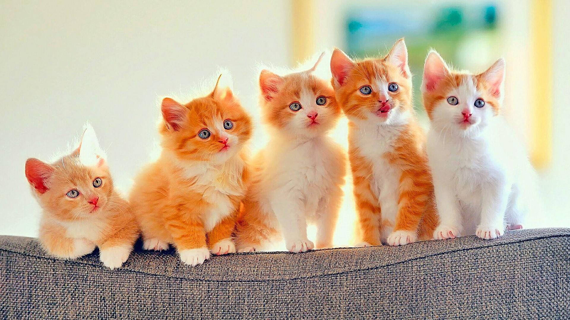 Five Adorable Kittens Posing Background