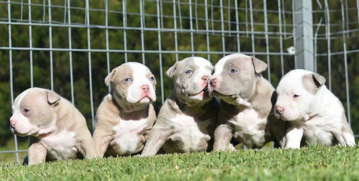 Five Adorable Pitbull Puppies Background