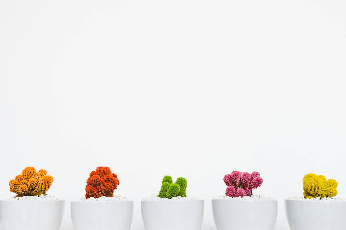 Five Assorted Cacti Facebook Cover Background