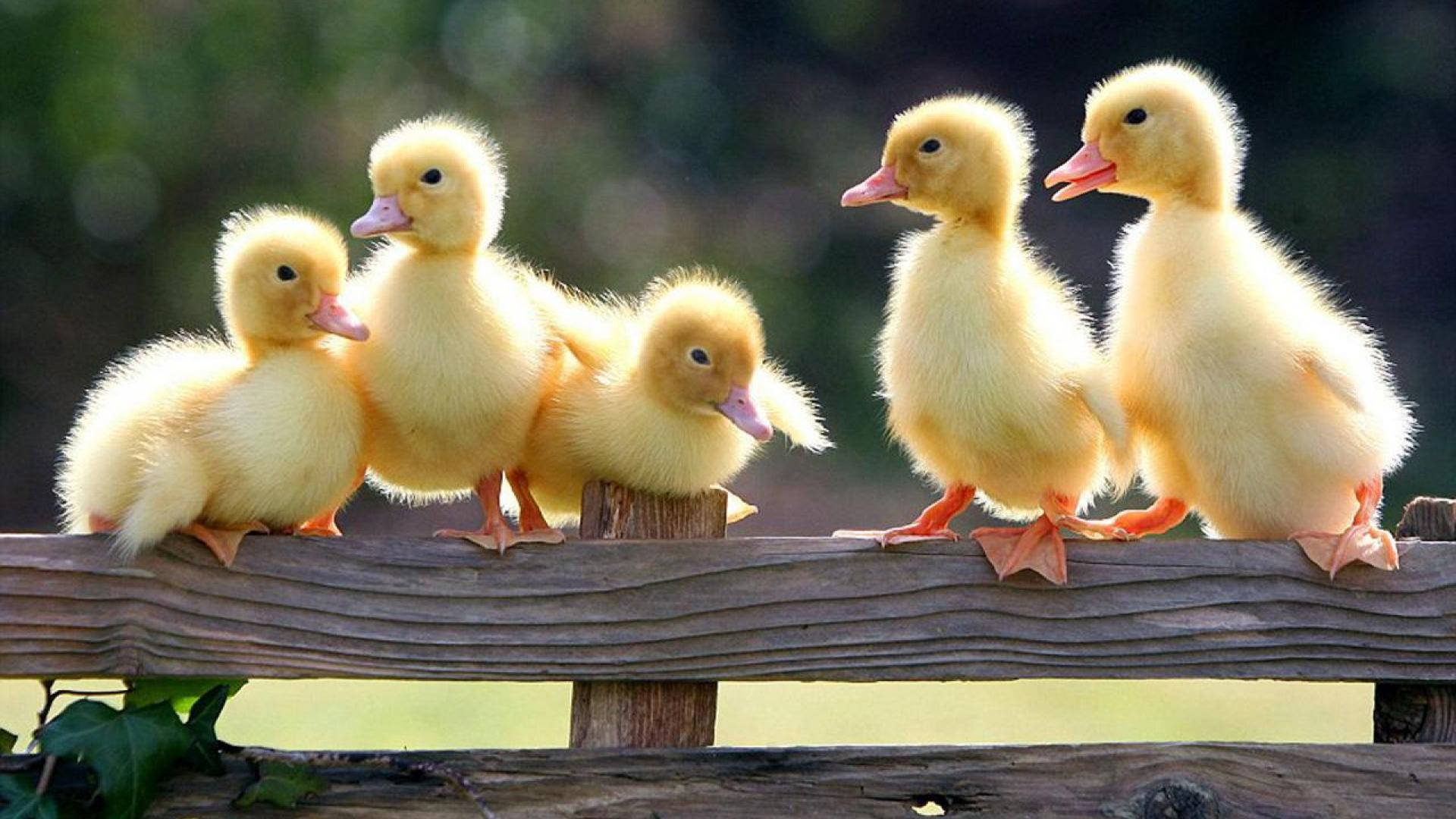 Five Baby Ducks Background
