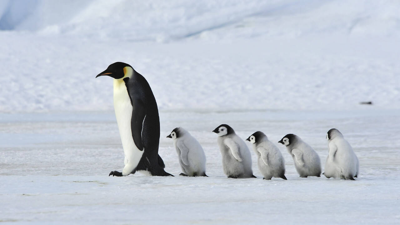 Five Baby Penguins Following An Adult Background