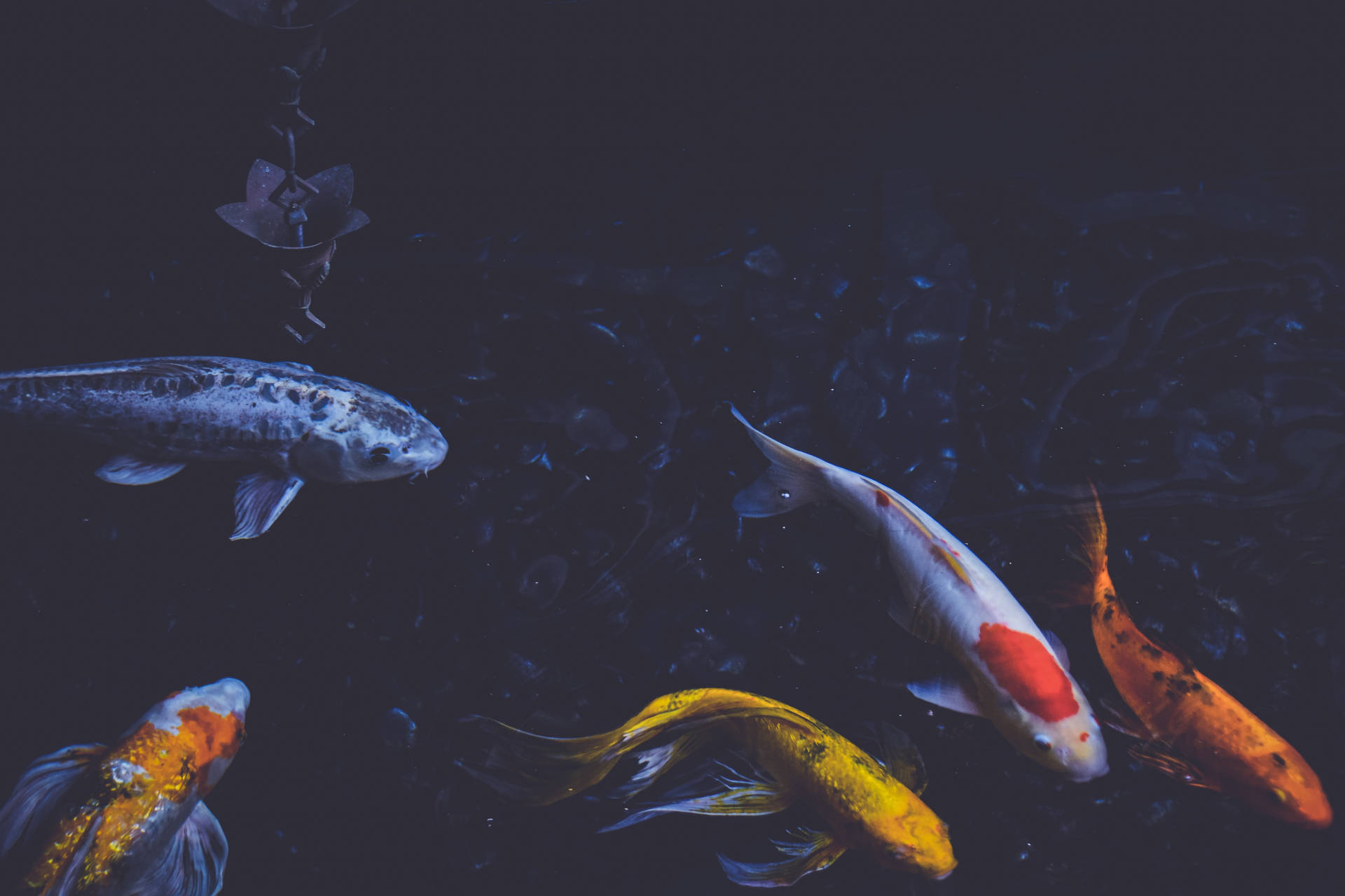 Five Beautiful Koi Fish Background