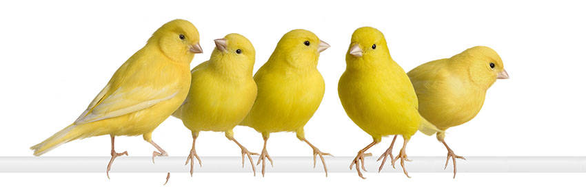 Five Canary Birds Side By Side Background