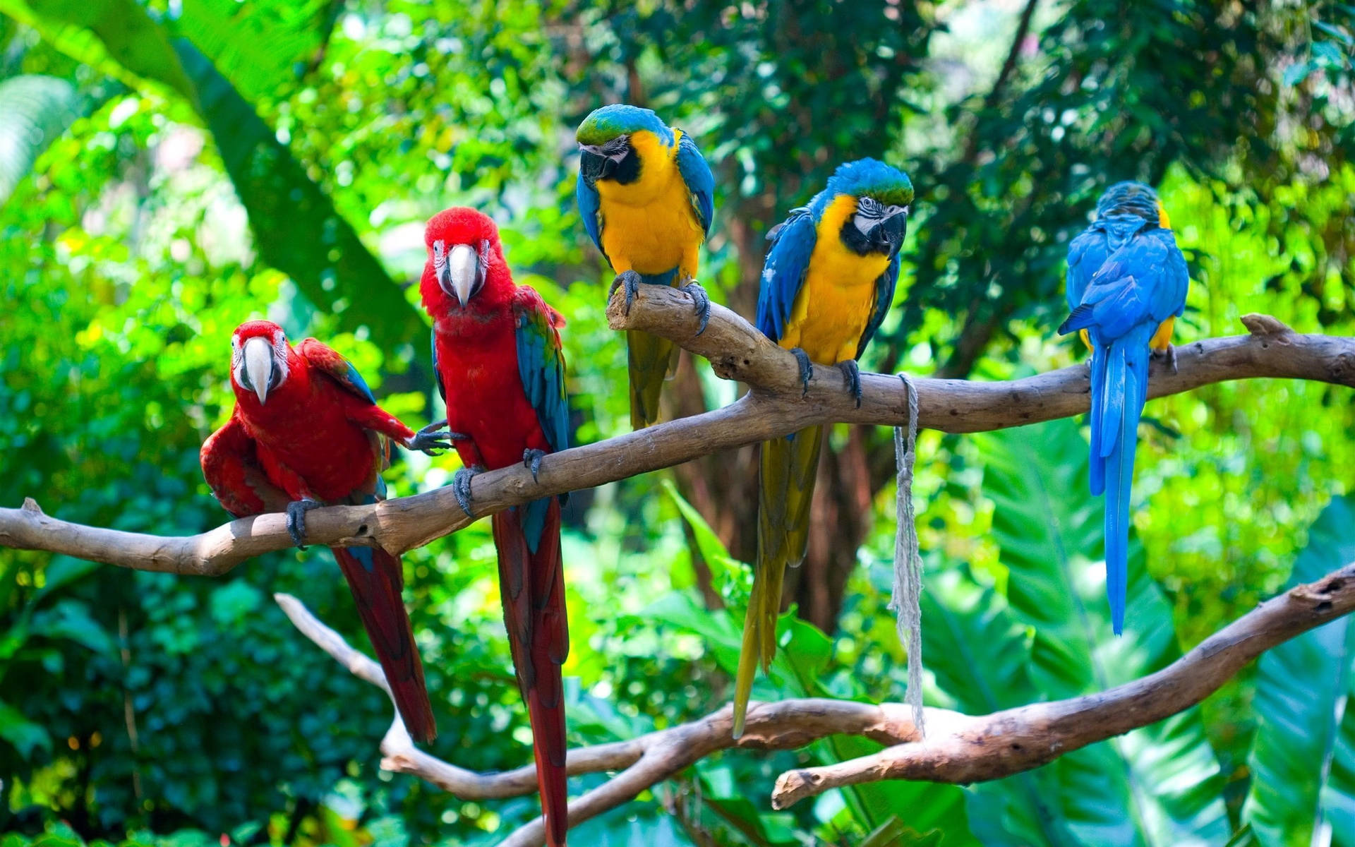 Five Colorful Macaws Tropical Desktop