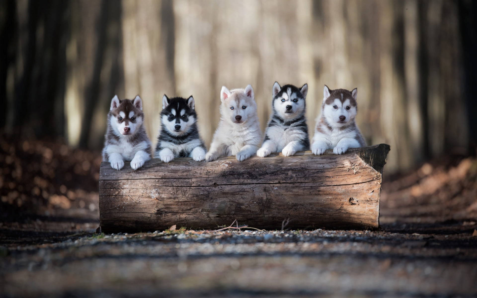 Five Husky Puppy Woods Background