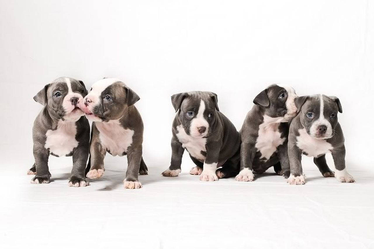 Five Identical Pitbull Puppies Background