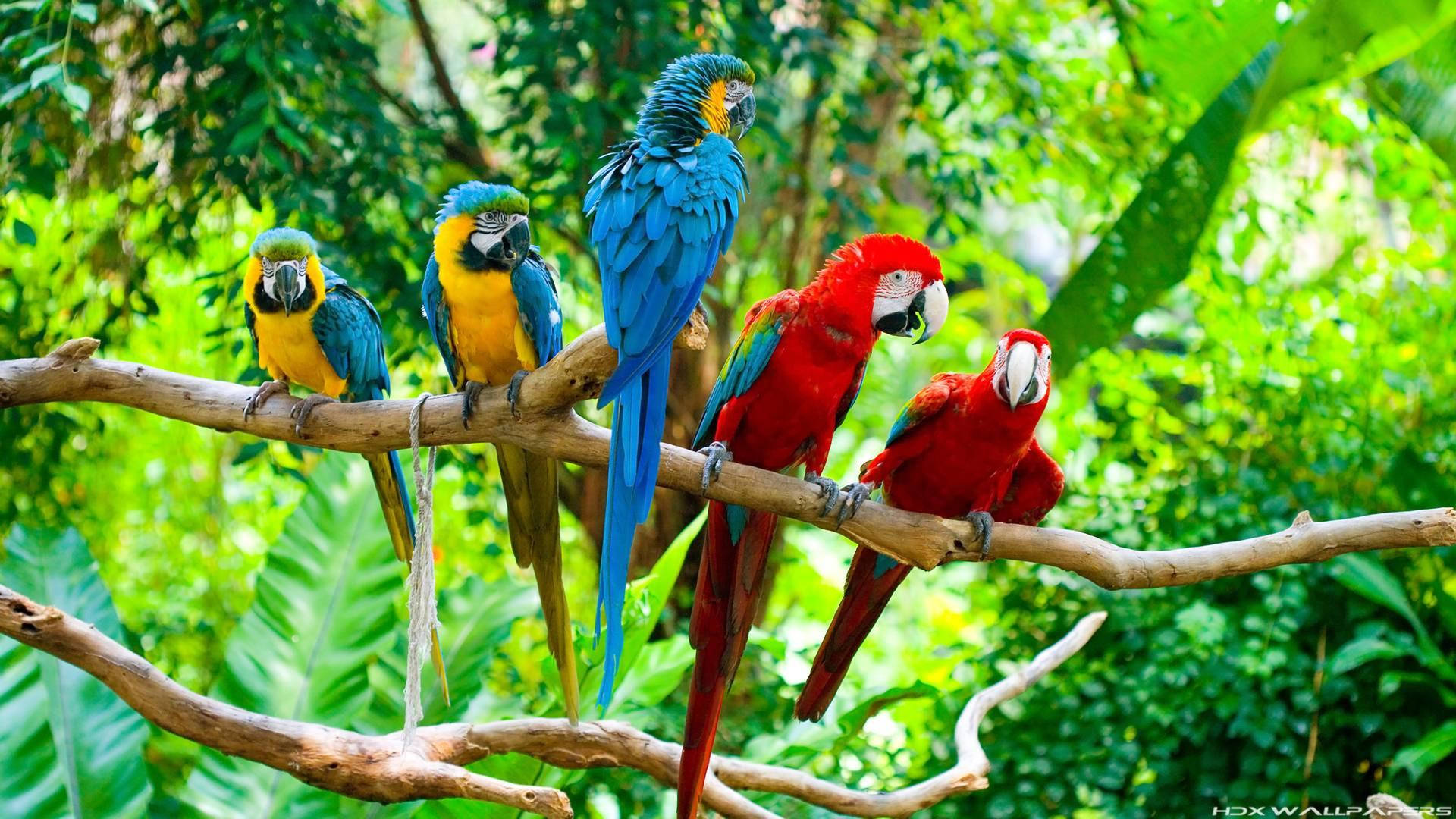 Five Macaw Parrots Background