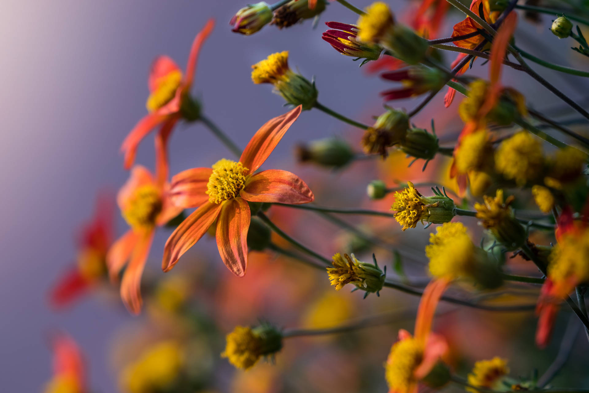 Five-petaled Orange And Yellow Flowers