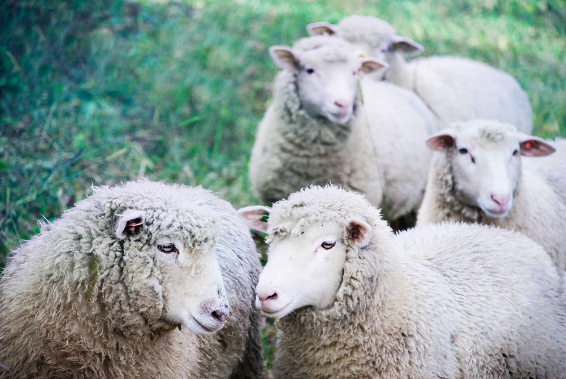 Five Sheep On Land Background