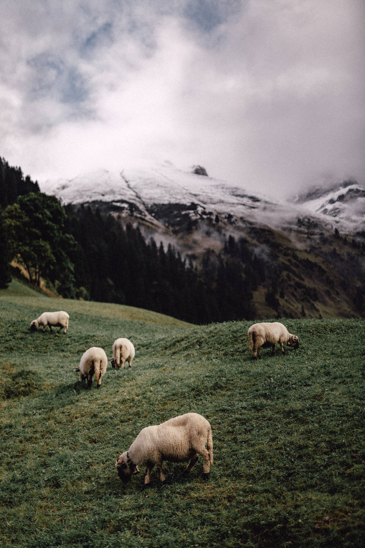 Five Sheep On Mountain Background