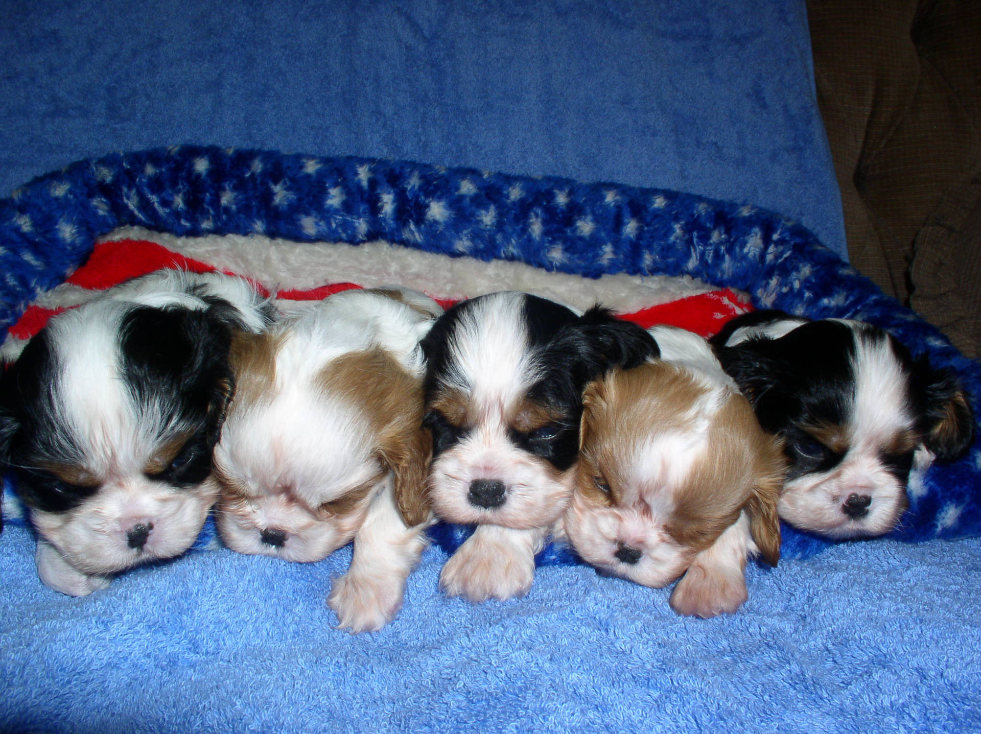 Five Sleeping Shih Tzu Dogs