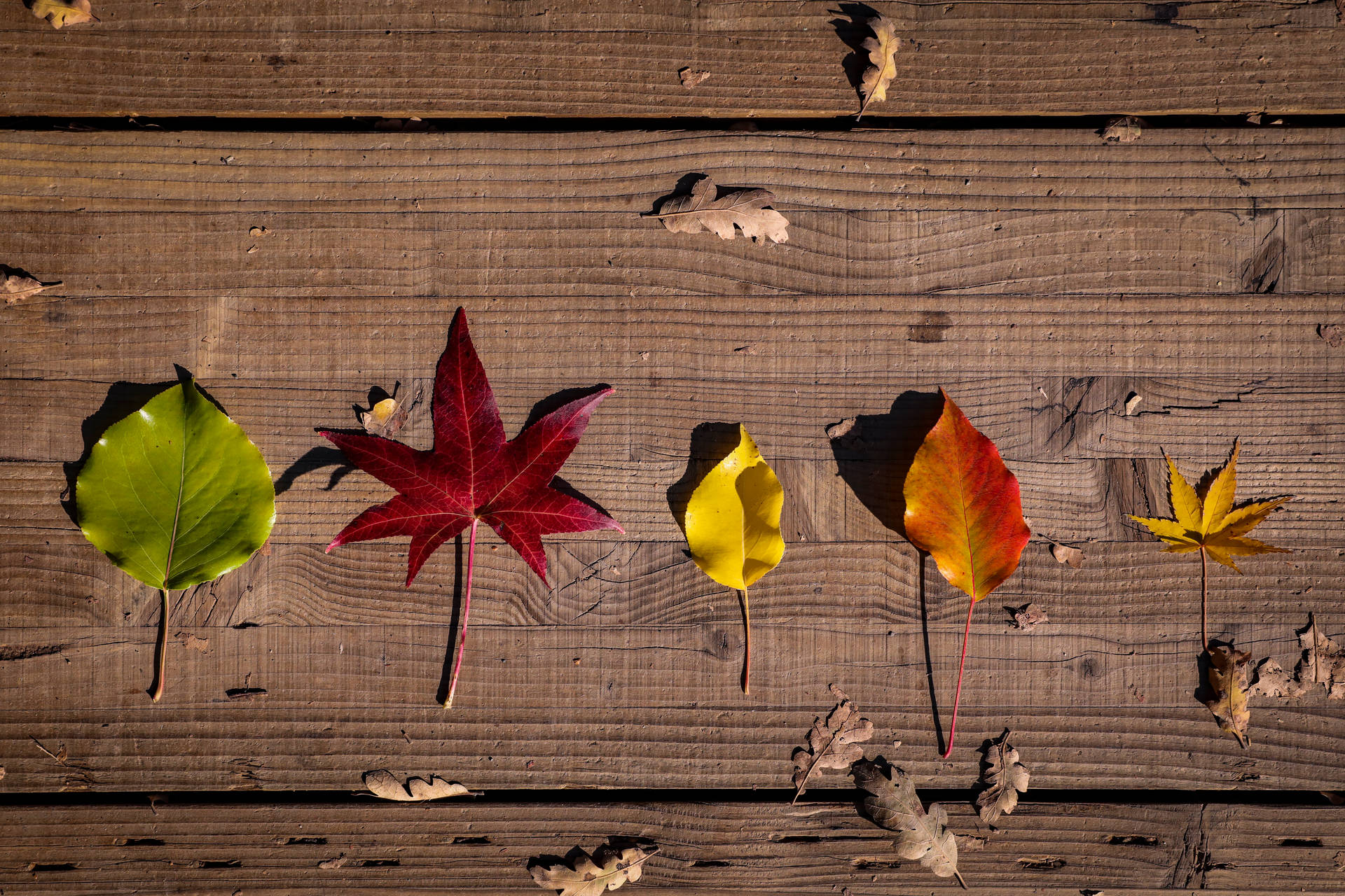 Five Types Of Rustic Fall Leaves Background
