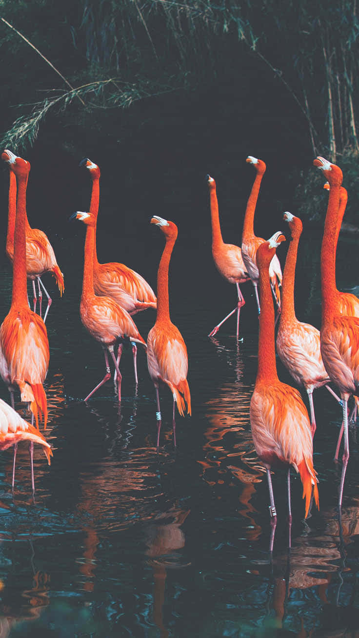 Flamboyance, Beauty, And Fun Come Together In The Graceful Pink Flamingo Background