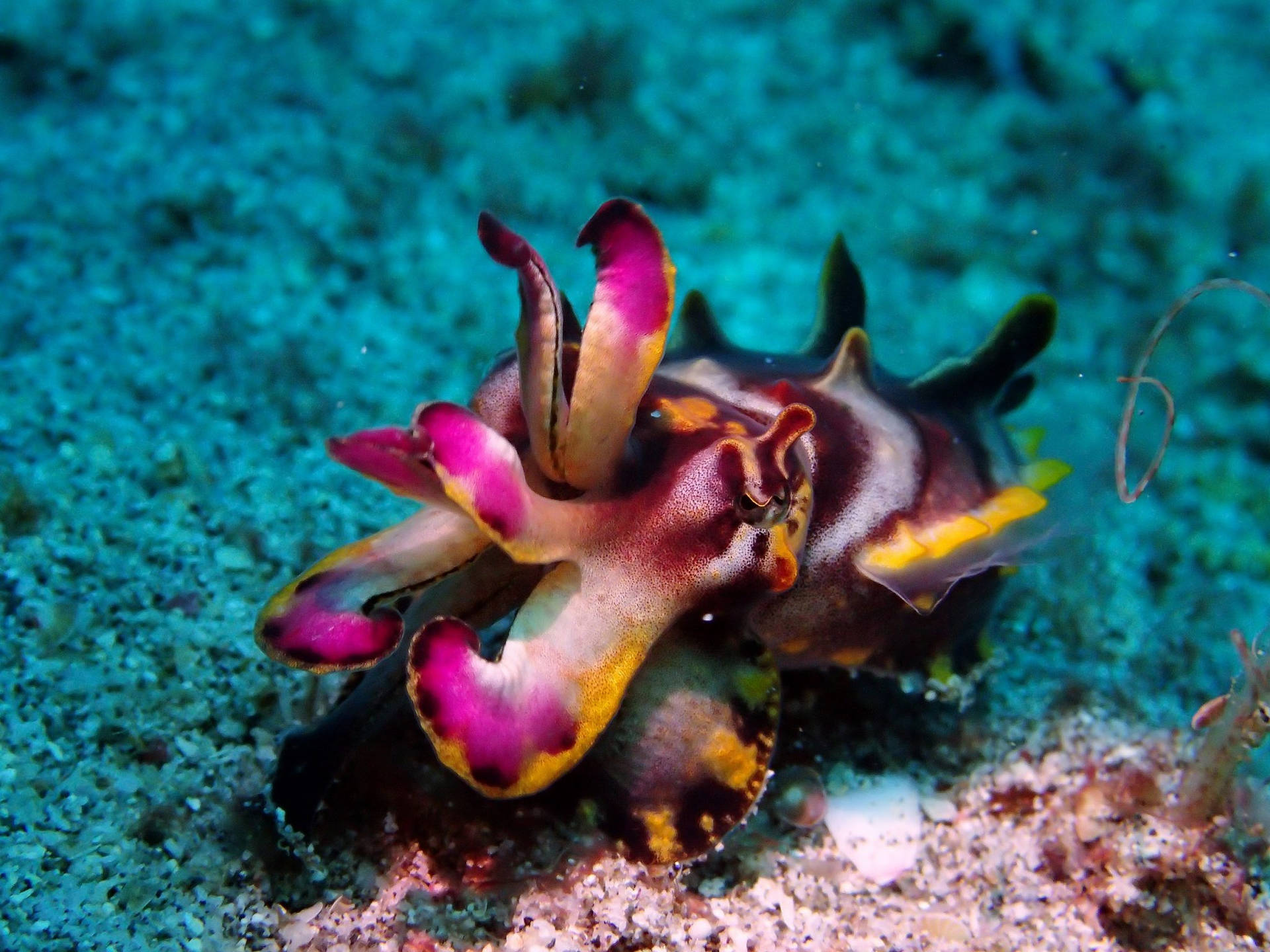 Flamboyant Cuttlefish Treading The Sandy Bottom Of The Sea