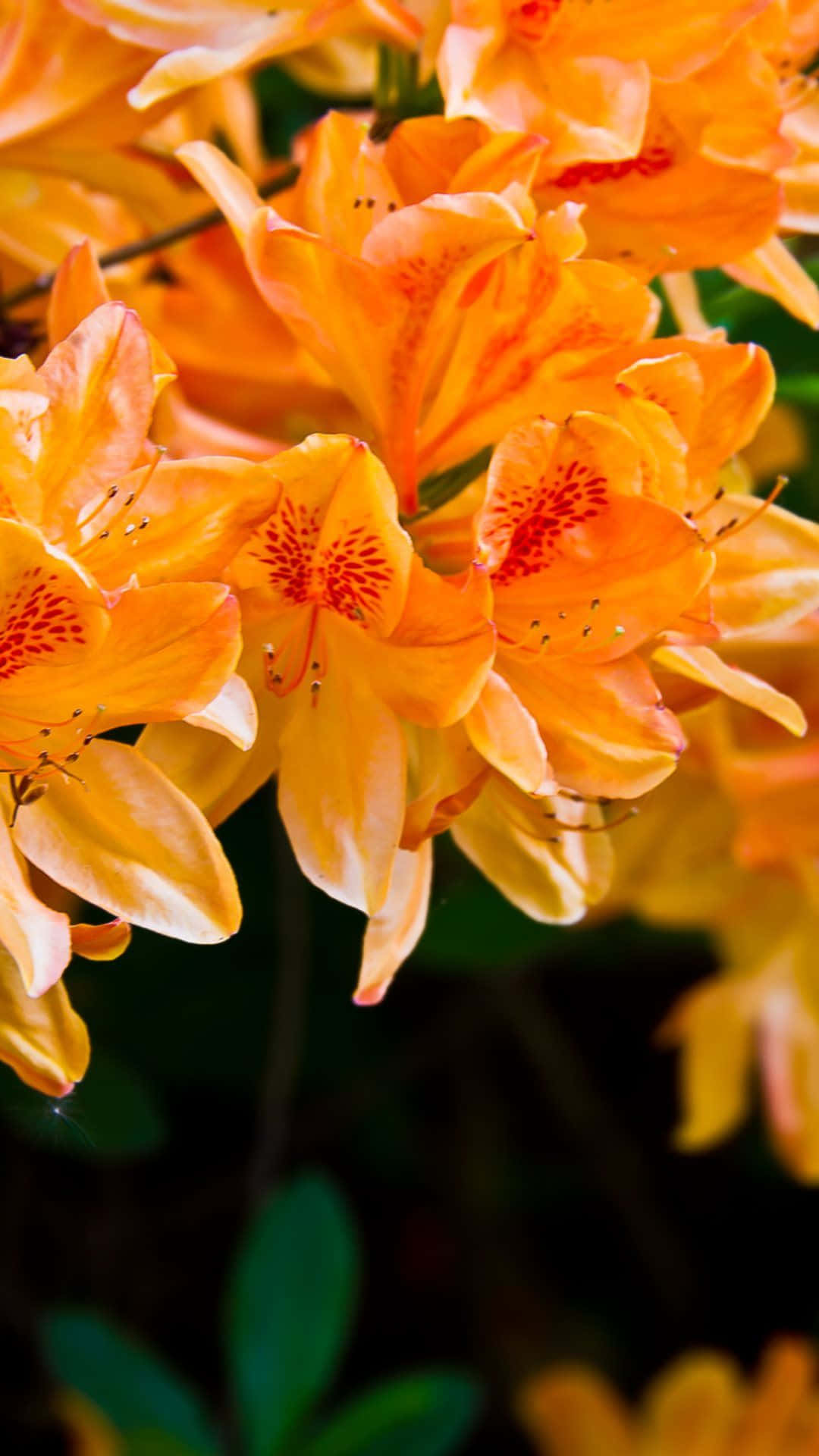 Flame Azalea Orange Flowers Background