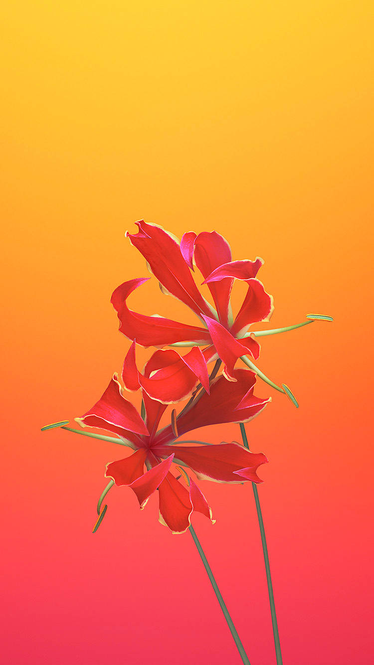 Flame Lily Ios 6